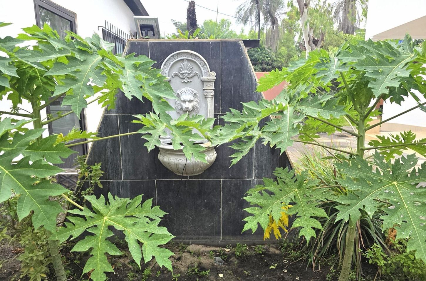 The courtyard garden beside rooms 41 and 42 at Luigi's Complex